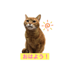 ちゃとら＆ジジ（個別スタンプ：6）
