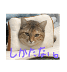 にゃんすたんぷ2（個別スタンプ：3）