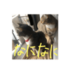 にゃんすたんぷ2（個別スタンプ：5）