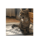 にゃんすたんぷ2（個別スタンプ：9）