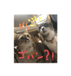 にゃんすたんぷ2（個別スタンプ：12）