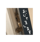 にゃんすたんぷ2（個別スタンプ：14）