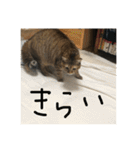 にゃんすたんぷ2（個別スタンプ：15）