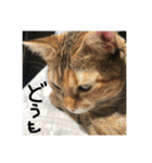 にゃんすたんぷ2（個別スタンプ：16）