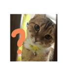 にゃんすたんぷ2（個別スタンプ：20）