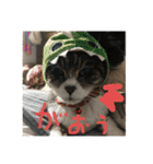 にゃんすたんぷ2（個別スタンプ：27）