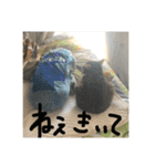 にゃんすたんぷ2（個別スタンプ：30）
