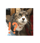 にゃんすたんぷ2（個別スタンプ：31）