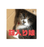 にゃんすたんぷ2（個別スタンプ：35）