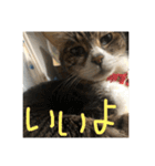 にゃんすたんぷ2（個別スタンプ：38）