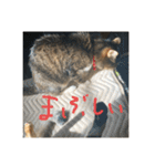 にゃんすたんぷ2（個別スタンプ：39）