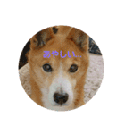 ♡かぶき大好き♡（個別スタンプ：9）