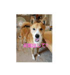 ♡かぶき大好き♡（個別スタンプ：11）
