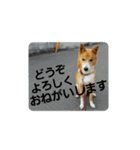 ♡かぶき大好き♡（個別スタンプ：13）