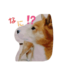 ♡かぶき大好き♡（個別スタンプ：16）