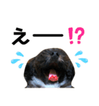 とらちゃんでっせ（個別スタンプ：3）