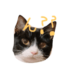 グゥとパル（個別スタンプ：12）