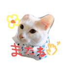 グゥとパル（個別スタンプ：29）