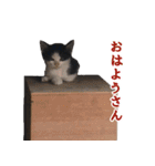元野良ハッピーファミリー（個別スタンプ：7）