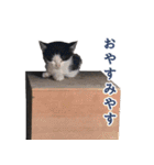 元野良ハッピーファミリー（個別スタンプ：8）