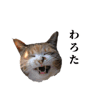 元野良ハッピーファミリー（個別スタンプ：10）