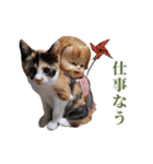 元野良ハッピーファミリー（個別スタンプ：16）
