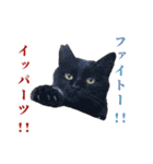 元野良ハッピーファミリー（個別スタンプ：25）