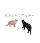 元野良ハッピーファミリー（個別スタンプ：31）