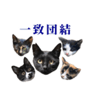 元野良ハッピーファミリー（個別スタンプ：34）