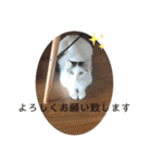 コロラム（個別スタンプ：6）