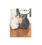 コロラム（個別スタンプ：9）