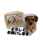 愛犬ピノちゃん（個別スタンプ：1）