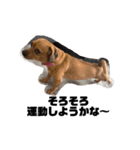 愛犬ピノちゃん（個別スタンプ：2）