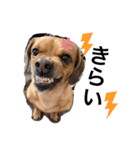愛犬ピノちゃん（個別スタンプ：3）