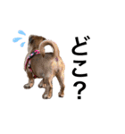愛犬ピノちゃん（個別スタンプ：4）