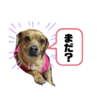 愛犬ピノちゃん（個別スタンプ：5）