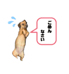 愛犬ピノちゃん（個別スタンプ：6）