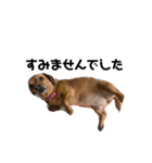 愛犬ピノちゃん（個別スタンプ：7）
