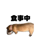 愛犬ピノちゃん（個別スタンプ：10）