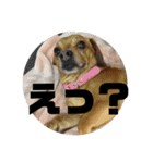愛犬ピノちゃん（個別スタンプ：11）