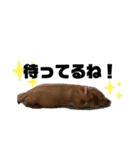 愛犬ピノちゃん（個別スタンプ：12）