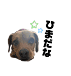 愛犬ピノちゃん（個別スタンプ：13）