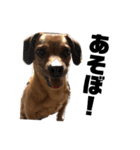 愛犬ピノちゃん（個別スタンプ：14）
