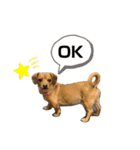 愛犬ピノちゃん（個別スタンプ：15）