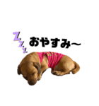 愛犬ピノちゃん（個別スタンプ：17）