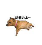 愛犬ピノちゃん（個別スタンプ：18）