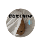 愛犬ピノちゃん（個別スタンプ：19）