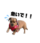 愛犬ピノちゃん（個別スタンプ：20）