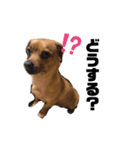 愛犬ピノちゃん（個別スタンプ：21）