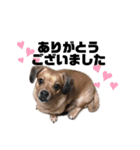 愛犬ピノちゃん（個別スタンプ：22）